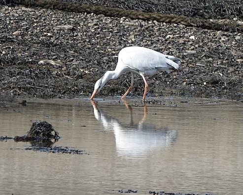 grey heron